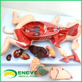 A02(12002) Suckling Pig Removable Organs Anatomical Models for Veterinarian's Study 12002